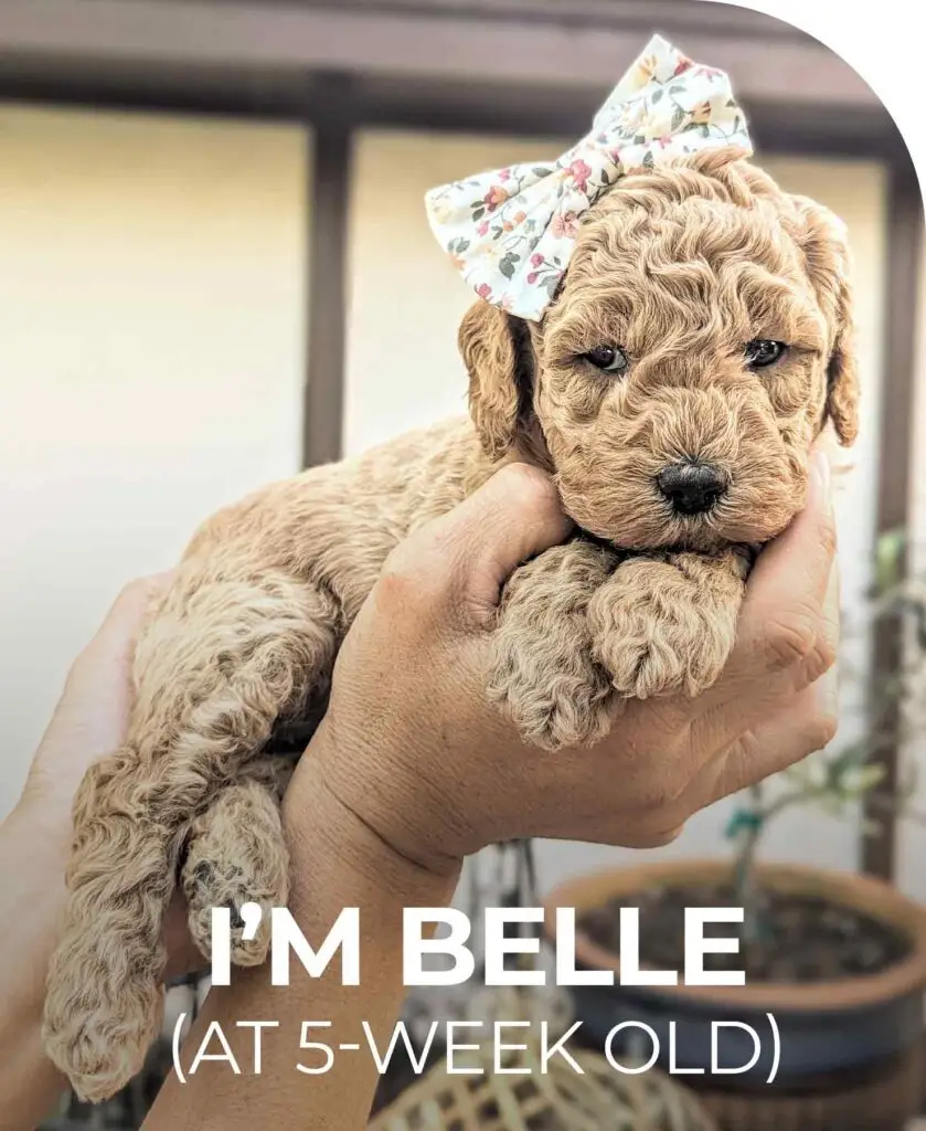 Goldendoodle puppy at 5 week old