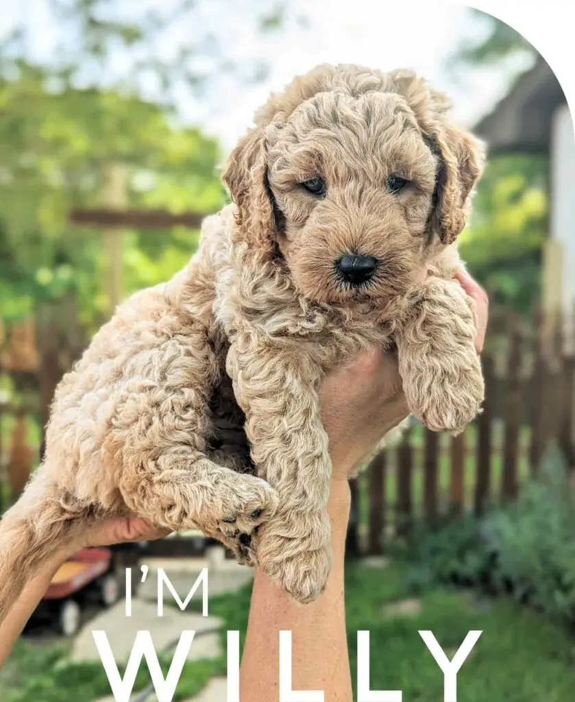 Goldendoodle-puppy-8-week-old-ready-to-go-home