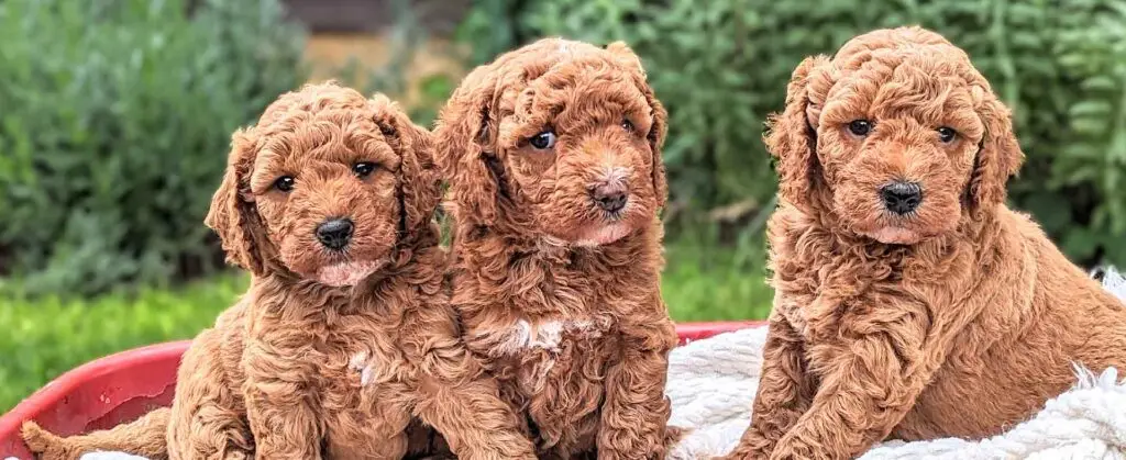 Poodle and Goldendoodle puppies for sales in Dallas Texas